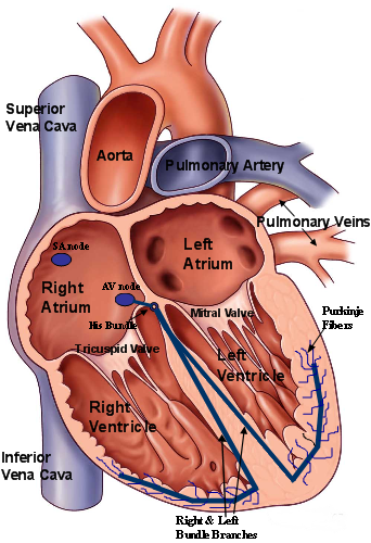 Cardiac Function